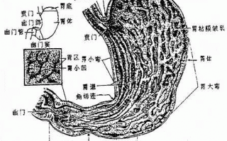 简述人体消化系统的组成，简述人体消化系统的组成及其作用