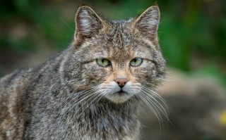 野猫口神龙事件完整，野猫口神龙当事人